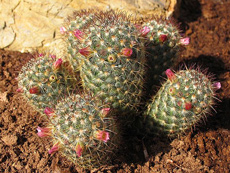 Imágen de Cactus